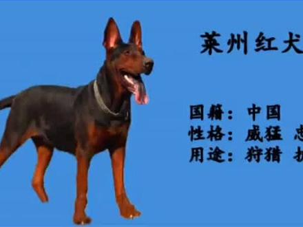 你了解国产莱州红犬吗?喜欢的希望可以支持一下,不喜欢也请勿喷。因为这是咱中国犬#莱州红犬 #莱州红
