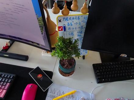 救救孩子,快让他茁壮成长吧!#小叶赤楠 #种花