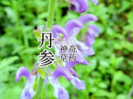 丹参,这种又叫血参的植物你认识它吗?你知道它的价值吗?