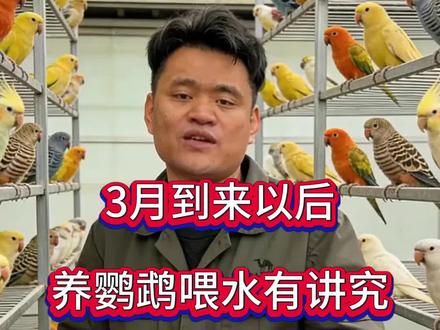 3 月到来以后养鹦鹉喂水有讲究养鹦鹉 15 年不外传的喂水方法#鹦鹉 #鹦鹉鹦鹉萌萌哒逗鹦鹉 #鹦鹉小白 #鹦鹉知识 #手养鹦鹉