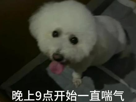 #狗狗生产 #比熊 我的宝宝喜当妈啦