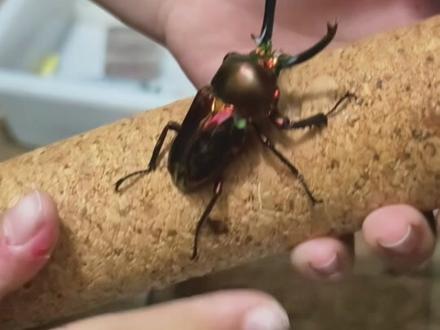 彩虹锹甲太漂亮啦~!真的像彩虹一样漂亮🌈~
希望它们快快生宝宝🤣
#昆虫#昆虫科普#昆虫爱好者#彩虹锹甲#异宠