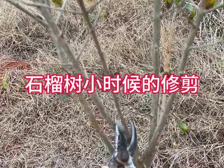 #上热门🔥 #新农人计划2023 #石榴树 #如何修剪果树 #修剪 @DOU+小助手
小石榴树的修剪:
第一就是先定杆(60公分处,当然庭院栽种可以再高一点)
第二就是留主枝