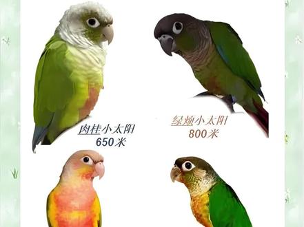 小太阳优缺点总结
小太阳鹦鹉的种类分为:绿颊小太阳,黄边小太阳,肉桂小太阳,以及凤梨小太阳
优点:
1.抗病能力强。
小太阳鹦鹉是一种非常皮实的鹦鹉之一,主要是因为它们的体质要比其他品种的鹦鹉好上很多。由于现在宠物鸟还不够普及,很多城市只有给猫狗看病的宠物医院,很少有给鸟看病的,一旦鹦鹉生病很难及时治疗,因此很多宠物鸟都死于疾病。
2.放飞能力强。
小太阳鹦鹉方向感强、适应力强、接受能力强、基本上稍加训练,就可以把小太阳鹦鹉带出去放飞。
3 羽粉少。
羽粉是什么?羽粉是鹦鹉一种新陈代谢下来的分泌物,具有保护羽毛防水防虫的作用。鹦鹉的品种不同身上羽粉量也有所不同,尤其是葵花鹦鹉,用手摸羽毛就像用手擦黑板一样,手上全是白色粉末。家里有呼吸道疾病的有洁癖的鸟友可以饲养小太阳鹦鹉,羽粉非常的少。
4.粘人度高。
小太阳鹦鹉小时候就像个一个玩偶,随便怎么蹂躏都可以,你放在手上玩,放在床上玩,想怎么就怎么玩,而且非常配合你,小太阳鹦鹉大了会有自己的思想,所以我们一定要从小训练,培养感情,这样才能保持长久的粘人性。
缺点:
1.脾气暴躁.脾气暴躁。
幼儿时期的小太阳就像个棉花糖,随便怎么蹂躏都好,你可以从头完整的摸到尾巴,但是这种情况不会持续太久。除去那些从小就很彪悍的个体,大部分小太阳会进化出特殊的暴躁性格,爪子,尾巴,脖子,肚子,基本上会有一些不能摸的禁区,同时如果这时候你带来别的鸟,它会像咬情敌一样死死的追着新来者咬,敏捷的动作和频繁大胆的攻击速度足够打退很多比它们大很多的鹦鹉。
2.认人。
小太阳小时候不用说,出了名的墙头草,见谁亲谁,为此很多吧友抱怨过,我只想说,你还是没养到时候,发情期之后,生人勿近,谁敢碰就一朵小红花送给你,不要觉得这个属性很好,就因为太过认人,家里人都被咬过。
3.吵闹。
很多人选择小太阳的原因,就是安静,但是它真的时时刻刻这么安静么?俗话说再安静的鸟也有吵的时候,小太阳的安静也只是相对的,其实一天之中,小太阳制造噪音的频率并不是很低,尤其是成年之后,偶尔更是会无理由的叫,只不过音量不是非常高,一般不会扰民,但是扰你自己,扰你家人,所以大家不要奔着安静这一点去养小太阳了