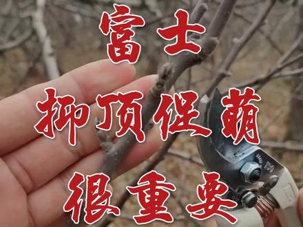 富士苹果抑顶促萌很重要