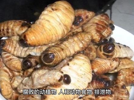 突然就想问问蛆是怎么形成的
#不懂就要问