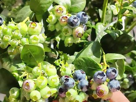 说清楚说透!蓝莓养护的点点滴滴 #圆鼓鼓的小糖包蓝莓谁不爱 #多巴胺果蔬开春秀 #晒出我的多巴胺果蔬大片 #云南花香蓝莓 #为乡村特产代言