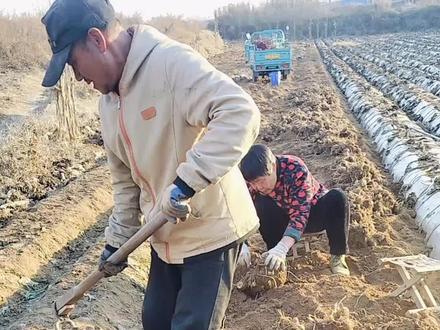 #芋头种植技术 #看过来 989配方肥料