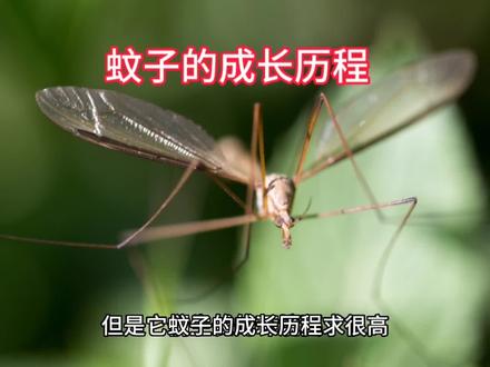 蚊子的成长历程 #好奇昆虫 #昆虫 #昆虫世界 #微观世界 #科普一下 #虫子