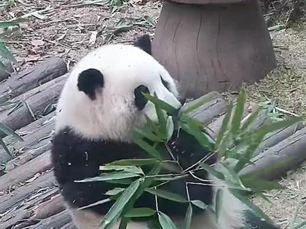 大熊猫#花花 是女明星实锤了,2023内娱天降紫微星非熊猫花花莫属! #2023天降紫微星花花