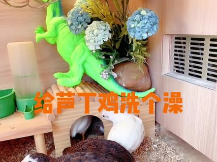 今天给芦丁鸡洗个澡#芦丁鸡养殖 #芦丁鸡洗澡