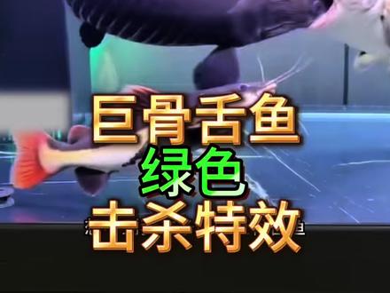 巨骨舌鱼最帅技能,绿色击杀特效#巨骨舌鱼 #猛鱼 #养鱼日记 #击杀特效