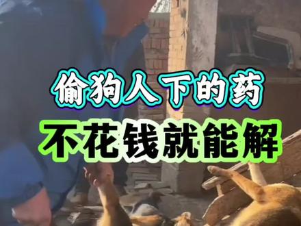 偷狗人下的药,不花💰就能解#狗狗 #狗#新手养狗#养狗经验分享