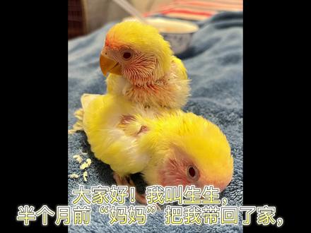 浅浅记录一下黄桃的成长过程~#手养鹦鹉 #黄桃鹦鹉 #宠物