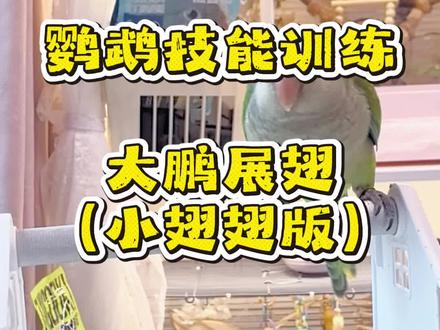鹦鹉大鹏展翅小翅翅版技能训练保姆级教程#鹦鹉 #鹦鹉训练 #养鸟 #养鸟日常 #养鸟经验分享