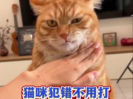 猫咪犯错不用打,教你两句猫语瞬间就听话 猫咪犯错不用打,教你两句猫语瞬间就听话#猫咪#萌宠#新手养猫#养猫经验分享#科学养宠攻略