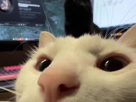谁想跟灰灰亲嘴
#猫咪自拍 #萌宠出道计划 #猫咪