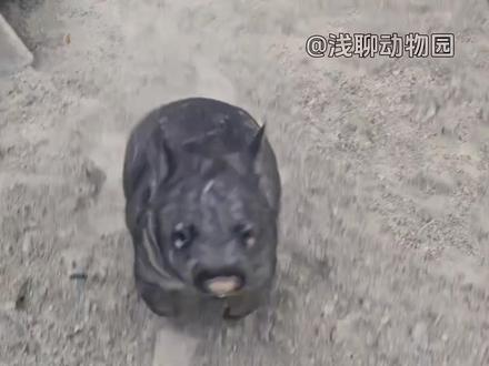袋熊 这是救火小英雄哦#动物解说 #袋熊