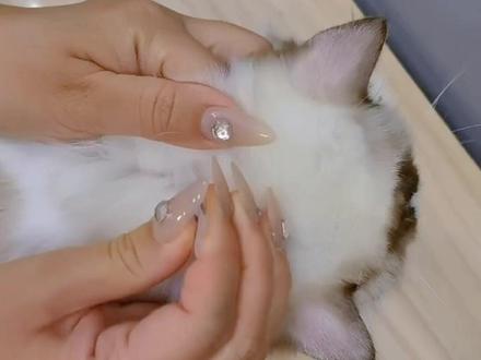 给大家分享一下体外驱虫的使用方法,有用的上的朋友可以收藏~#猫护理#体外驱虫 #猫