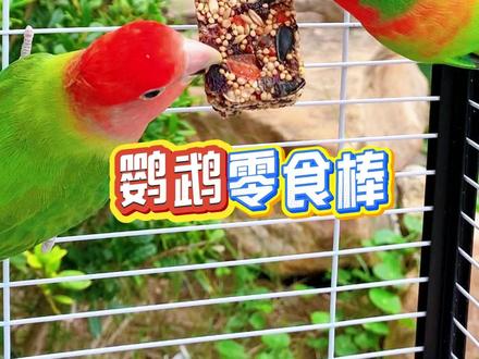 鹦鹉嘴巴太长,鸟笼里挂个耐啃咬的零食棒#零食棒 #养鸟 @抖音小助手