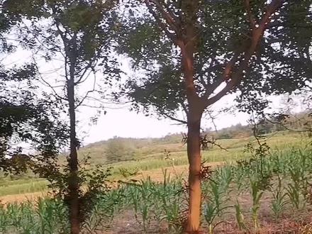 皂角刺的作用##原创视频 #农作物种植