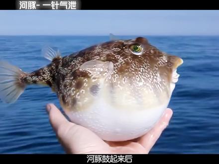 河豚鼓起来后,用针扎一下会不会爆? #科普 #冷知识 #河豚