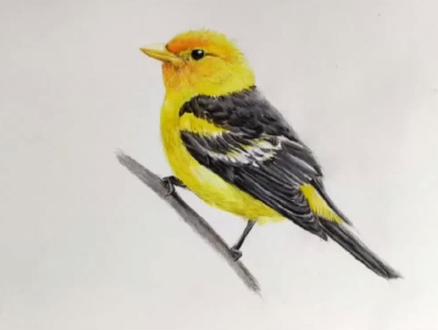 #彩铅 彩铅教程小鸟