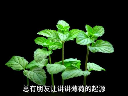 薄荷起源 薄荷有本土野生薄荷,留兰香在明朝时从欧洲引进。
#万物西来 #薄荷 #植物百科 #历史 #留兰香