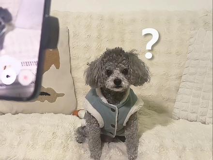 让AI帮我看小狗#豆包 #狗狗 #家有狗狗 #萌宠创作者计划