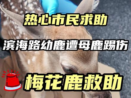 接到热心市民紧急求助,滨海路发现一只幼年梅花鹿,不幸遭母鹿误伤踩踏,致使肢体骨折、腹腔严重破裂,肠管外露,伤情危急。我院医护团队即刻火速赶赴现场,第一时间将受伤小鹿接回院内开展紧急救治。经过全力手术救治,目前小鹿术后生命体征平稳,状态逐步好转。愿小家伙早日痊愈,平安重回山野自然。#大连滨海路梅花鹿 #梅花鹿受伤 #大连同城 #宠物医院 #野生动物