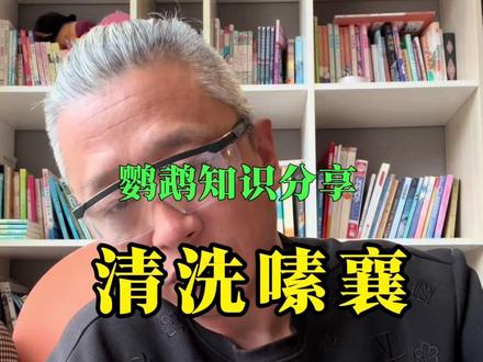 这三只倒霉的小家伙#嗉囊#鹦鹉#手养鹦鹉 #牡丹鹦鹉#抖音