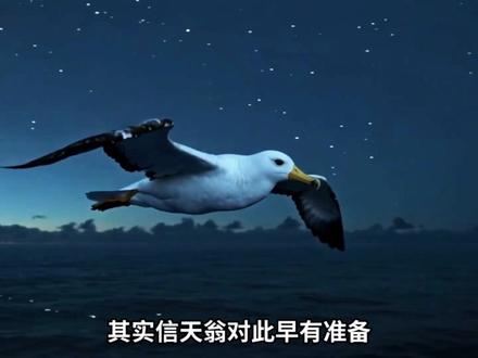 信天翁为什么可以一边飞行一边睡觉 #动物科普 #科普知识
