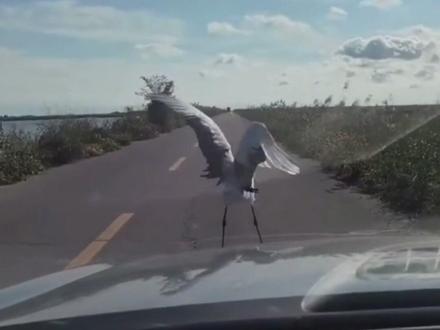 #男子行车途中遇到丹顶鹤拦路跳舞 网友:好可爱,表演前还先鞠了一躬#坐标辽宁盘锦