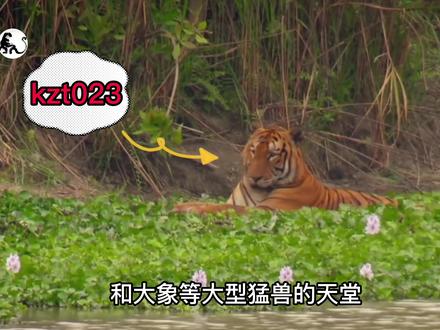 犀牛杀手与魔鬼筋肉虎,谁是王中王?虎王杀父篡位,如何对待母亲