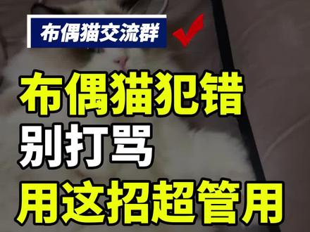 布偶猫犯错别打骂,用这招超管用 #布偶猫交流群 #全国布偶猫交流群 #猫咪 #布偶猫 #养宠知识