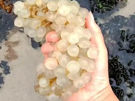 赶海捡到这些能带回家吗? #海鲜 #户外赶海抓海鲜 #海洋生物 #赶海 #科普