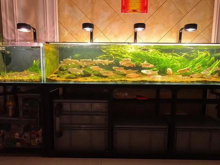 开一个两米的溪流缸到底需要多少钱,看完你就懂了#溪流缸 #鱼缸里的大自然 #溪流马口 #现场实拍 #养鱼计划