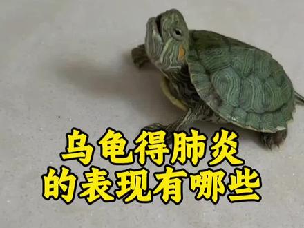 #乌龟 #乌龟肺炎 #乌龟张嘴呼吸 #乌龟浮水 #养龟日常