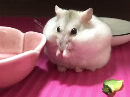 分享不会洗澡的贝贝平时是怎样洗澡澡的!更多分享在今晚八点直播中哦!欢迎大家来围观呀!#仓鼠 #仓鼠洗澡