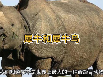 你知道犀牛和犀牛鸟的友谊吗?#自然知识科普 #科普 #动物科普 #动物的冷知识科普