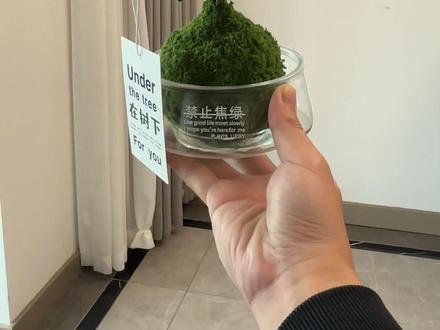 小叶赤楠黄叶别乱浇水!一招恢复油绿 90% 黄叶都是积水、强光导致,简单调整通风浇水,立马重回翠绿状态,养护干货收好。#养护小知识 #绿植急救 #养花小技巧