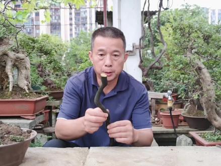 造成树桩成活率低的几个容易被忽视的细节 #