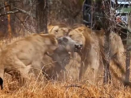 非主流疣猪蓬蓬被狮子抄家了!雄狮把蓬蓬荔枝嘎下来吃了。#神奇动物在抖音 #动物世界 #疣猪 #狮子