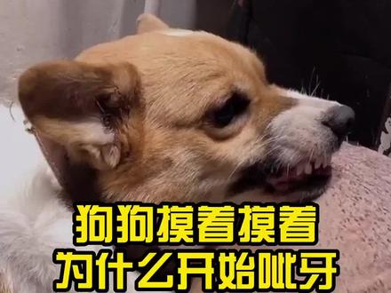 狗狗摸着摸着为什么开始呲牙,#狗狗#养狗小知识#萌宠成精