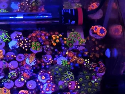 珊瑚灯光如何设置。#海水鱼珊瑚 #海缸日记 #小丑鱼繁殖 #海洋生物