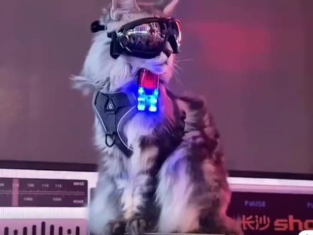 塌房的网红猫#网红猫 #喵星人