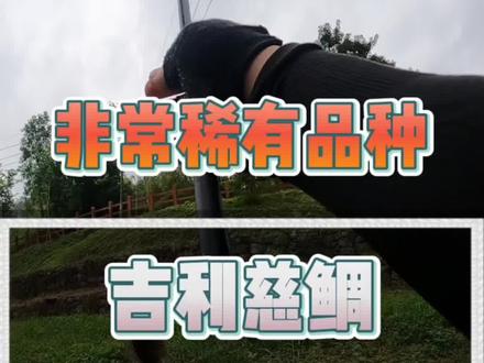 南方的朋友请回避,让我给北方的朋友介绍一下这种稀有的物种 #南方的朋友不用回避 #吉利慈鲷 #北方的朋友回避一下 #罗非鱼 #玩鱼的蟹老板