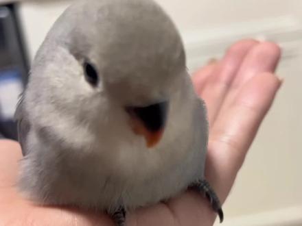 绿桃和黄桃怎会生出来灰鸡!#牡丹鹦鹉