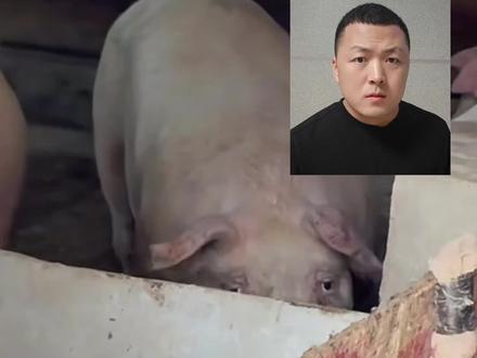 如果遇到猪抬头看你,一定要小心#儿童科普 #奇怪动物