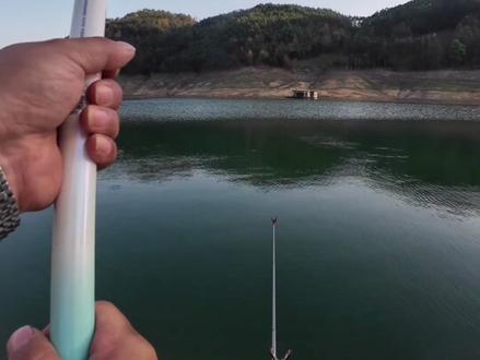 估计还得半月草鱼开口才好#钓鱼人 #草鱼 #浮钓草鱼 #打龟是不可能的 #钓鱼那些事